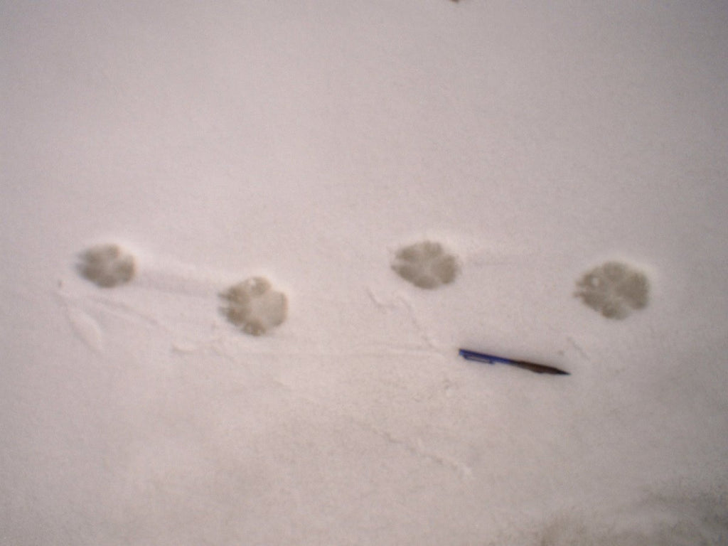 Animal Tracking Workshop February 12, 2022 - Nature Alive