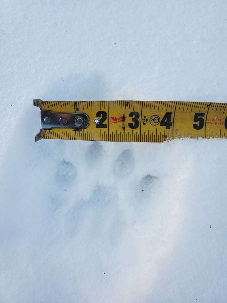 Animal Tracking Workshop February 12, 2022 - Nature Alive