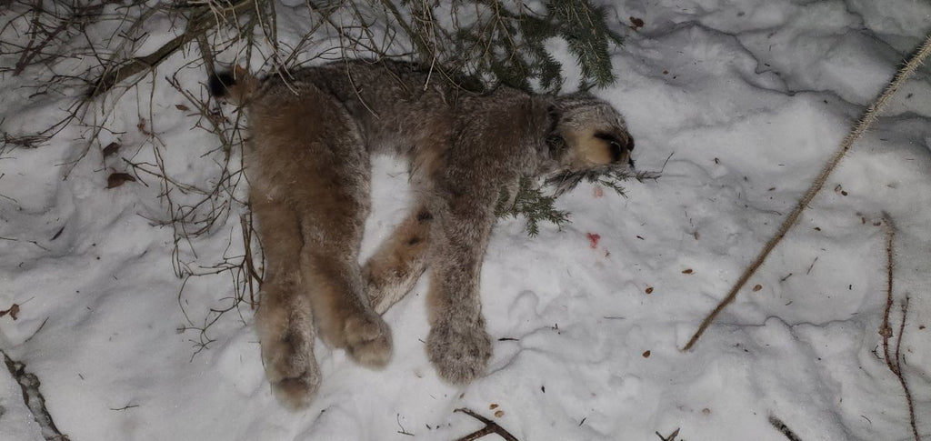 Bushcraft on the Trap Line - An Interactive Trap Line Experience January 21-28, 2024 - 7 days - Nature AliveCourses, winter, trapping,