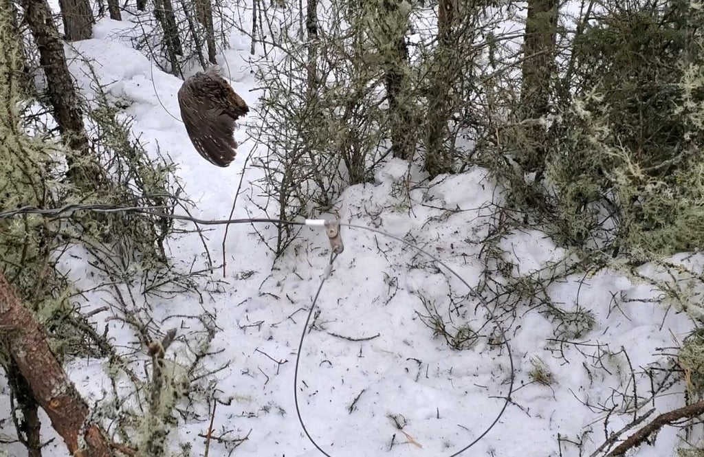 Bushcraft on the Trap Line - An Interactive Trap Line Experience January 21-28, 2024 - 7 days - Nature AliveCourses, winter, trapping,