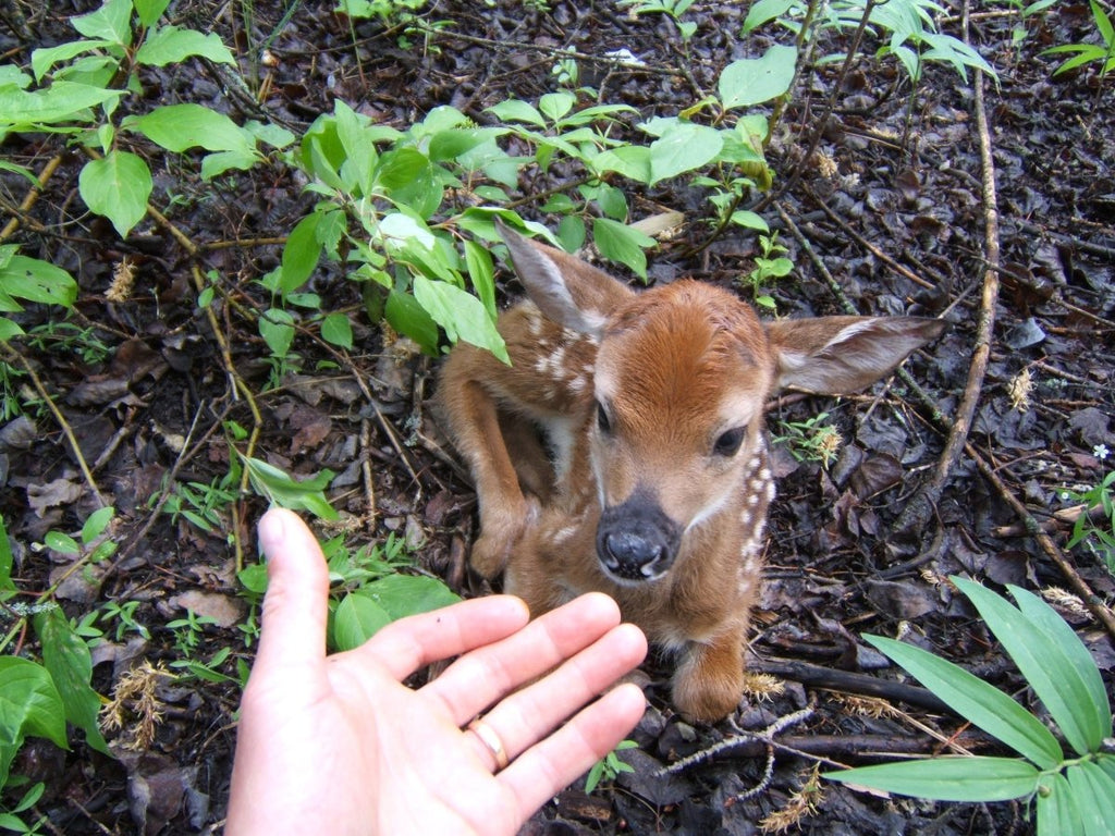 Nature Awareness and Observation Skills - May 16 to 18 - $200 - Nature AliveCourses