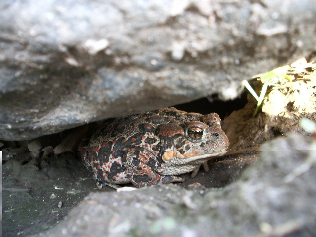 Nature Awareness and Observation Skills - May 16 to 18 - $200 - Nature AliveCourses