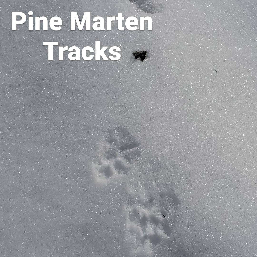 Wildlife Tracking, Trapping, and Processing - Nature AliveCourses